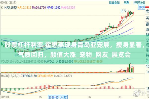股票杠杆利率 霍思燕现身青岛亚宠展，瘦身显著，气质回归，颜值大涨_宠物_网友_展览会